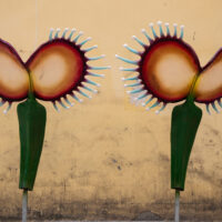 Dreamcatcher Bloom