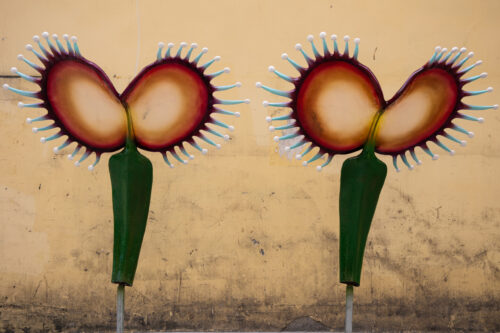 Dreamcatcher Bloom