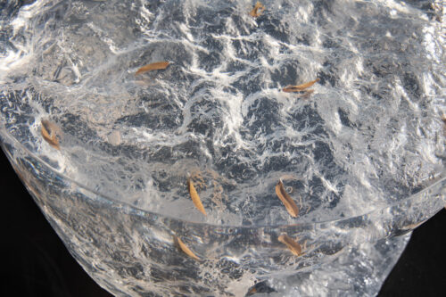 Glacier Realm Resin Chair - 图片 6