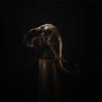 Spirit of the Elephant